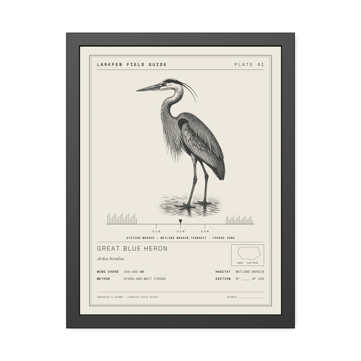 Great Blue Heron — Wetland Transect · Framed 18×24 · Edition of 150