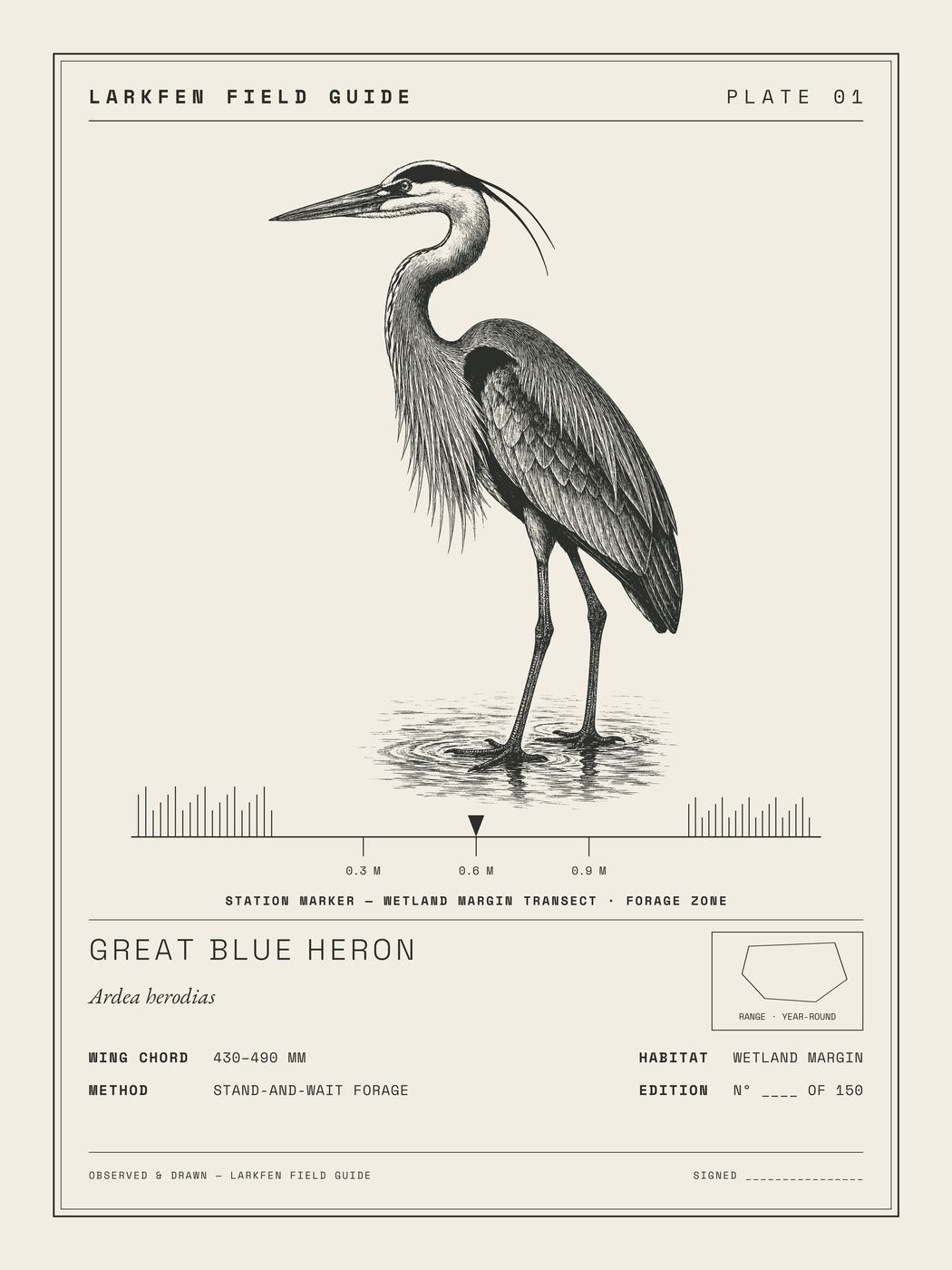 Great Blue Heron on a measured wetland transect, cream line-art on a dark field.