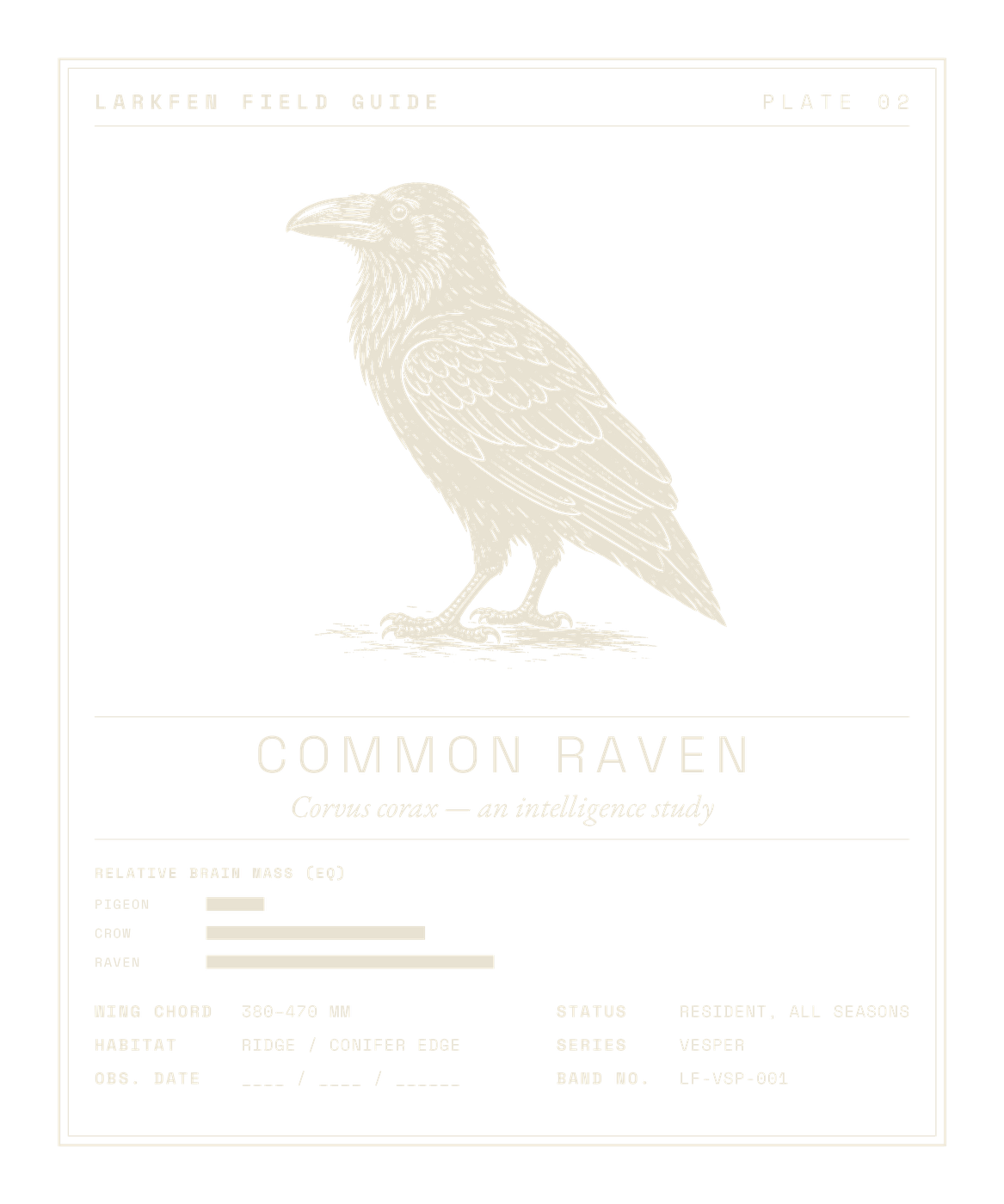 Larkfen specimen plate of the Common Raven, Corvus corax — cream line-art on a black field showing the heavy bill, shaggy throat hackles and an intelligence-study data block.