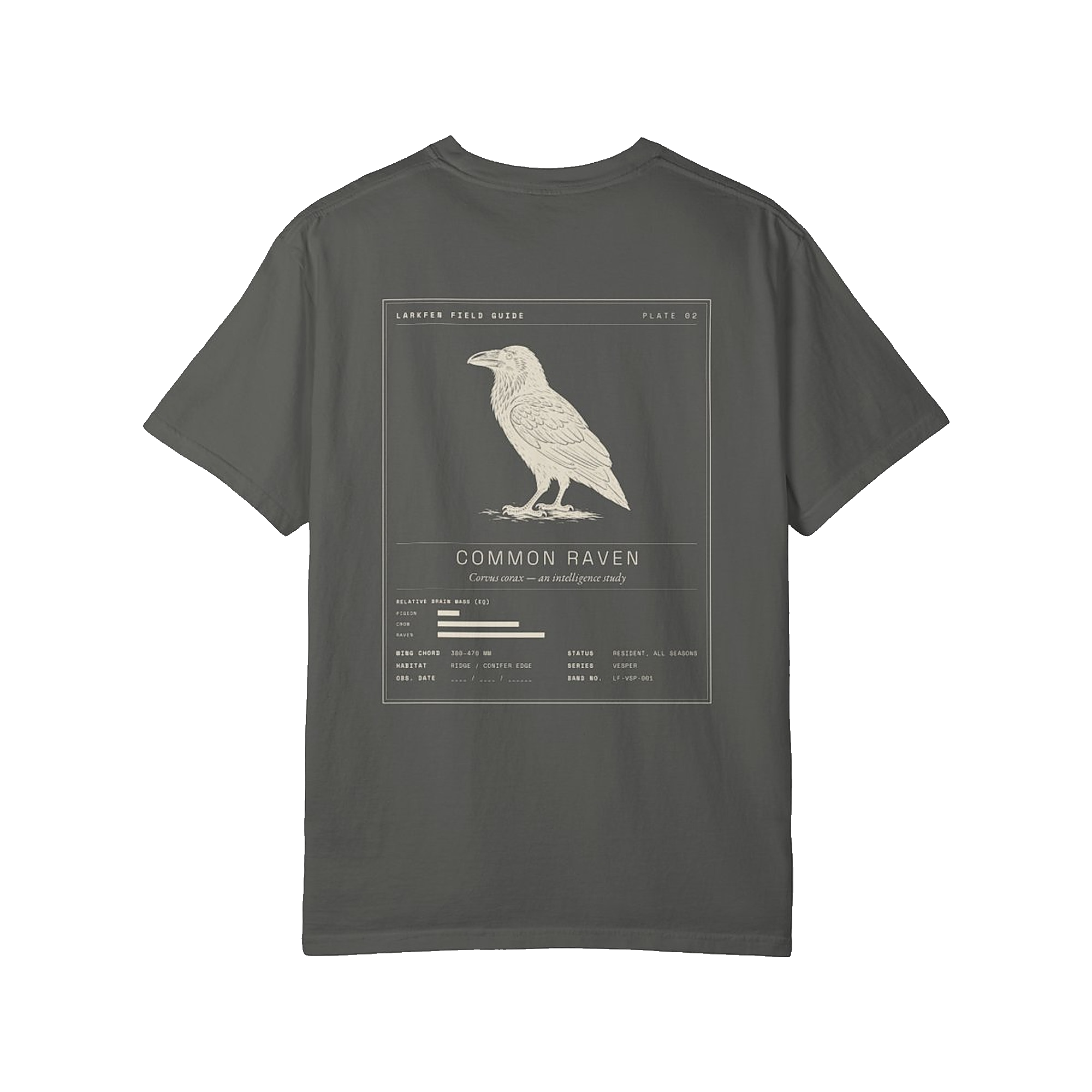 Corvus Intelligence Study field tee — the full Common Raven study plate printed across the back, on washed graphite Comfort Colors 1717.